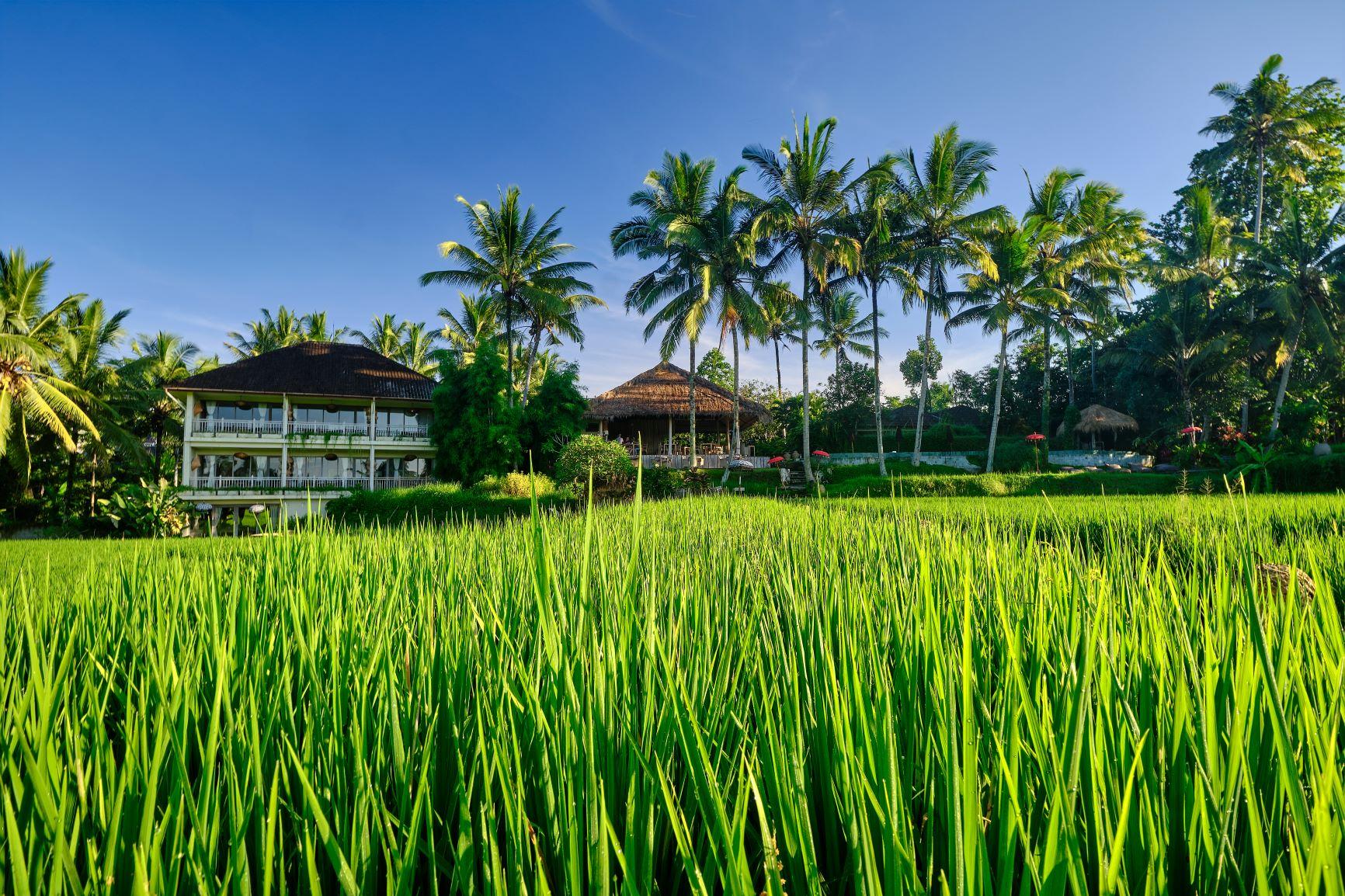 Mathis Retreat Ubud Ngoại thất bức ảnh