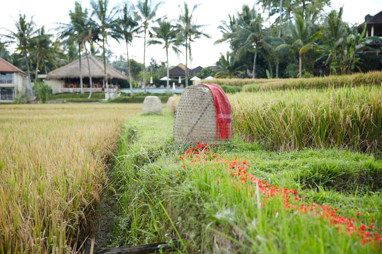 Mathis Retreat Ubud Ngoại thất bức ảnh